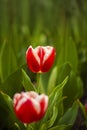 Two closeup white red tulips Royalty Free Stock Photo