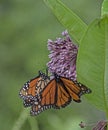 Two closeup Monarch Butterflies feed on Milkweed plants.