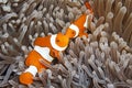 Two Clown Anemonefish Royalty Free Stock Photo