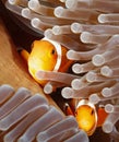 Two Clown Anemonefish Royalty Free Stock Photo