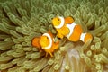 Two Clown Anemonefishes Royalty Free Stock Photo