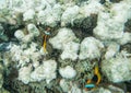 Two Clown Fish: New Caledonia Royalty Free Stock Photo