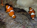 Two clown fishes