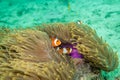two clownfish in anemone