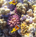 Two Clownfish on a coral reef