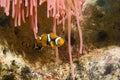 Two Clownfish and Pink Anemonie
