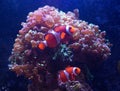 Clownfish Swimming Next To Frogspawn Coral