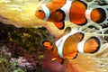 Two clownfish - white and orange fish, coral reef