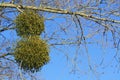 Two clumps of mistletoe on a tree