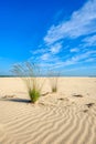 Two clumps of purple moor grass in a desertlike wide area Royalty Free Stock Photo