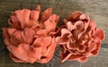 Two Clusters of Pink Oyster Fungi on Wood