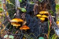 Two clusters of yellow and orange grebes grow near an old stump and birches. Royalty Free Stock Photo