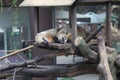 two coatimundi sleeping on a tree