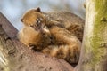 Two coatimundis are sleeping Royalty Free Stock Photo