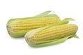 Two cob raw whole organic sweet corn on white isolated background with clipping path. Sweet corn or sugar corn have high Royalty Free Stock Photo