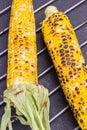 Two cobs of grilled corn on metal grill Royalty Free Stock Photo