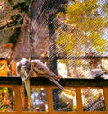 Cockatiel birds, weiro perched on a fence in close proximity Royalty Free Stock Photo