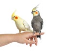 Two Cockatiel on human hand, isolated Royalty Free Stock Photo