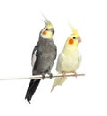 Two Cockatiel on a metal perch, isolated Royalty Free Stock Photo