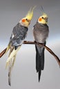 Two cockatiels