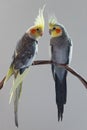 Two cockatiels