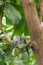 Two cockatiels on a tree Royalty Free Stock Photo