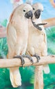 Two Cockatoos.