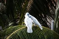 Two Cockatoos Preening Each Other Royalty Free Stock Photo