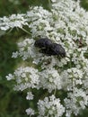 Two cockchafers copulating on white composite flowers Royalty Free Stock Photo