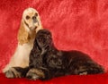 Two cocker spaniel dogs Royalty Free Stock Photo