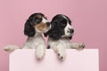 Two Cocker Spaniel puppies hanging over the border of a pastel pink box on a pink background Royalty Free Stock Photo