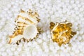 Two cockleshells and beads of pearls Royalty Free Stock Photo