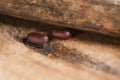 Two Cockroach Egg Lay on Warm and Humid Wooden Tiny Cracks. Brown Cockroach Eggs Hard Casing Capsule