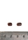 Two Cockroach Eggs and Stainless Steel Ruler in Centimeter Metric System To Measure Its Size and Length Royalty Free Stock Photo