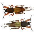 Two cockroach on white background. Vector insect