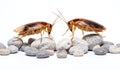 Two cockroaches face each other on a gray rock formation. One roach is slightly left and other is slightly right, both facing Royalty Free Stock Photo