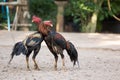 Two or roosters fighting