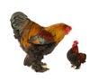 Two cocks of the same age 1.5 years old isolated