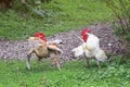 Two white and red are going to fight fluffed wings