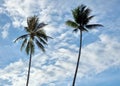 The Two coconut palm tree and clouds in the blue sky Royalty Free Stock Photo