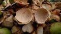 Two coconut shells on a pile of skin