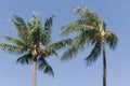 Two Coconut Trees Blowing in The Wind Against Blue Sky Royalty Free Stock Photo