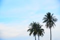 Three coconut trees and blue sky background Royalty Free Stock Photo