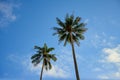 Two coconut trees have a blue sky and cloudy
