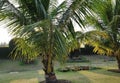 Two coconut trees standing and talking to each other about the nature and its beauty in the afternoon Royalty Free Stock Photo