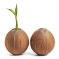 Two coconuts, one sprouting isolated on white background Royalty Free Stock Photo