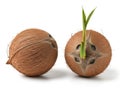 Two coconuts, one sprouting isolated on white background Royalty Free Stock Photo