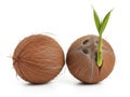 Two coconuts, one sprouting isolated on white background Royalty Free Stock Photo