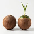 Two coconuts, one sprouting isolated on white background Royalty Free Stock Photo