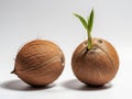 Two coconuts, one sprouting isolated on white background Royalty Free Stock Photo